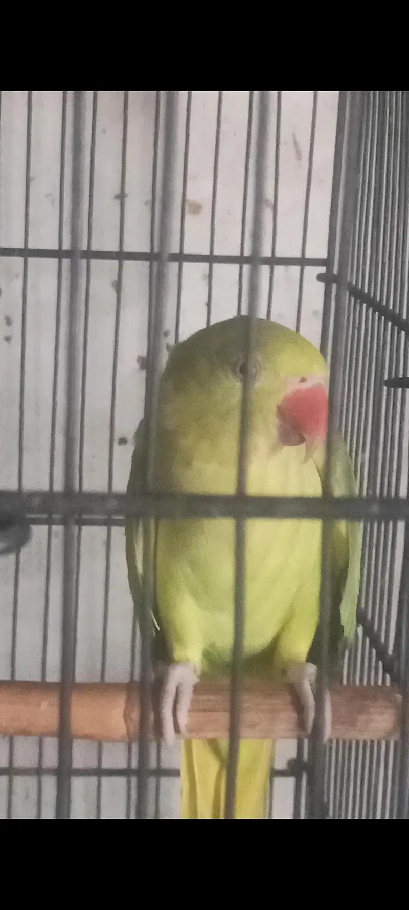 olive breader female for sale — photo 2