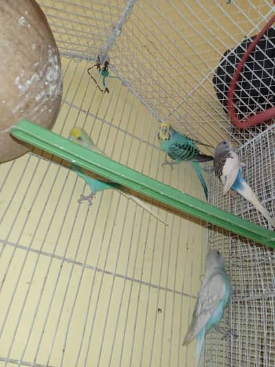 2 pairs breeder pair vip color