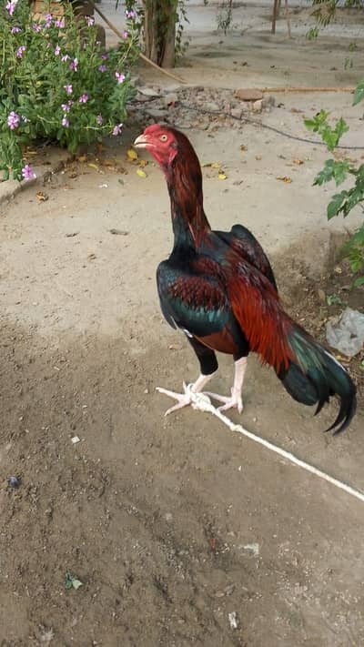 For sale