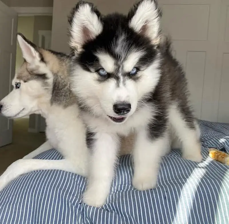 Siberian husky puppies for sale dog