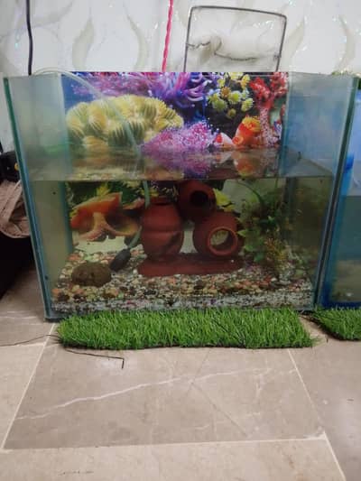 Aquarium with fishes with all acceires.