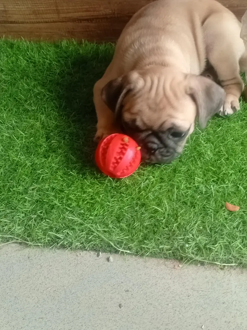The Cutest Pug male pup — photo 2