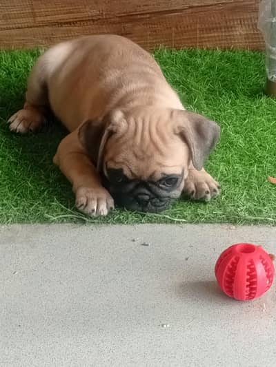 The Cutest Pug male pup