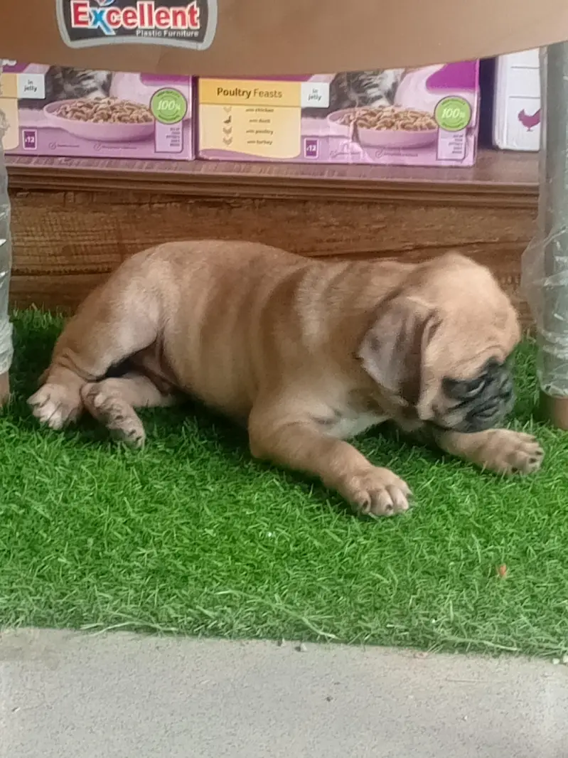 The Cutest Pug male pup — photo 3
