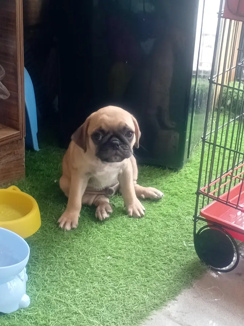 The Cutest Pug male pup — photo 4