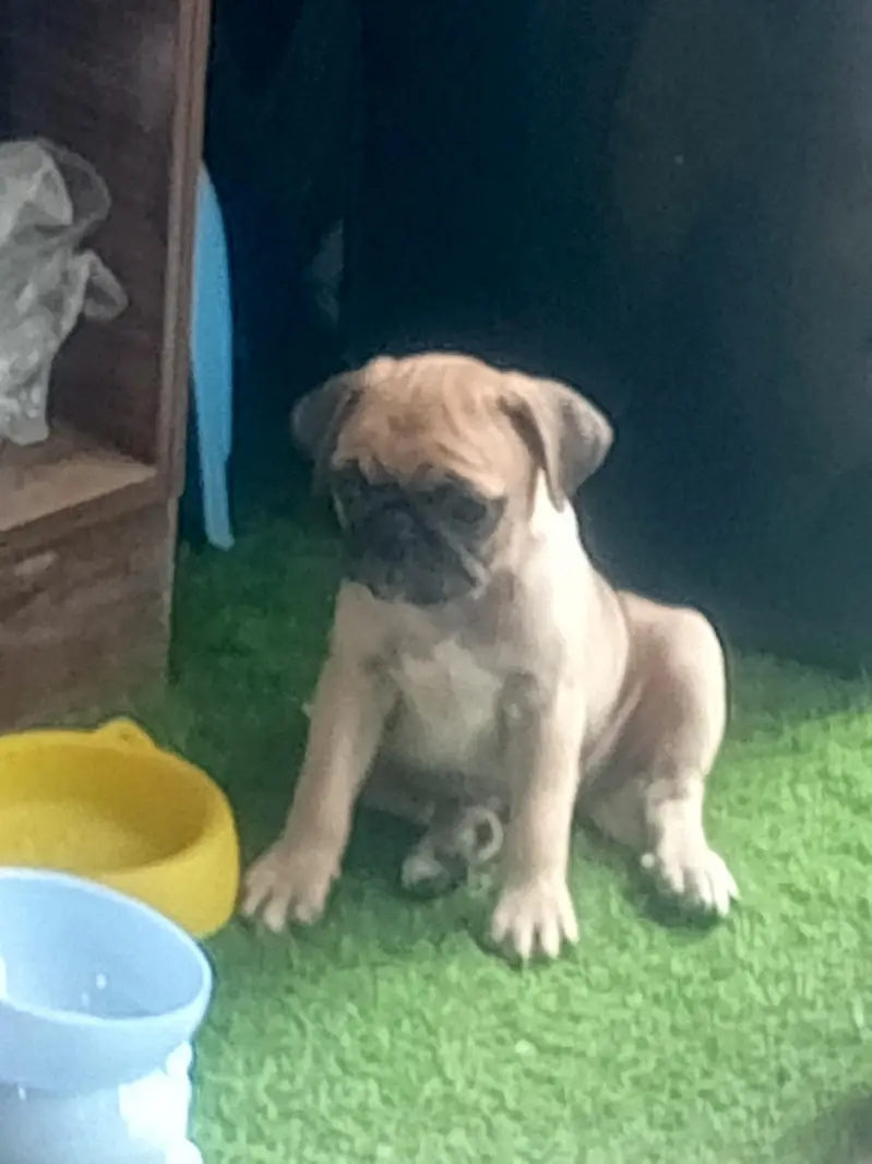 The Cutest Pug male pup — photo 5