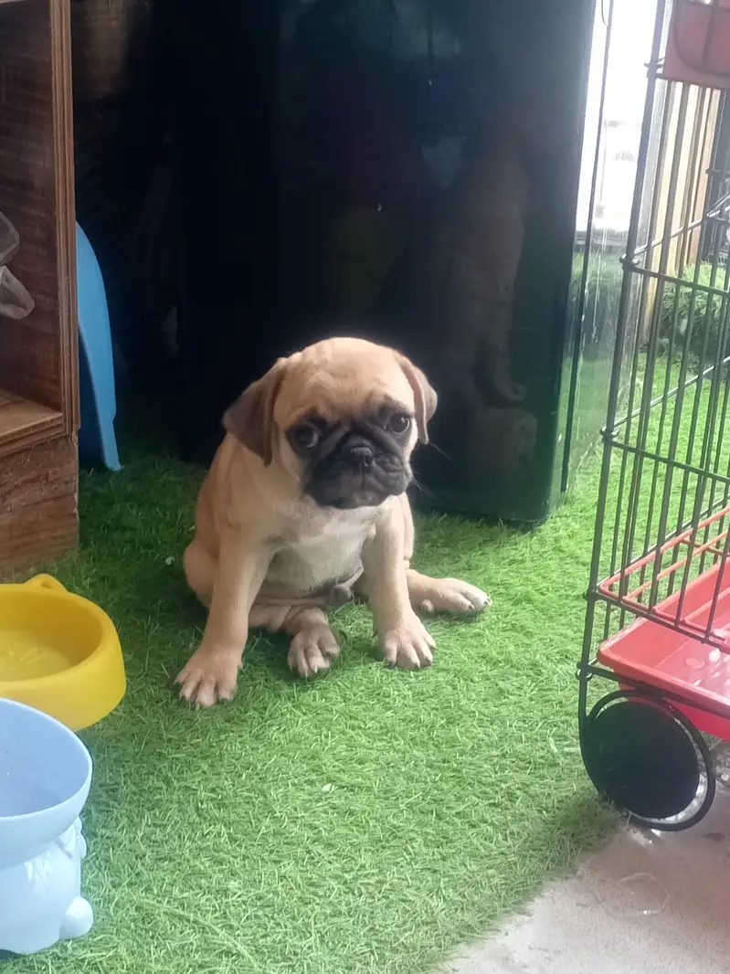 The Cutest Pug male pup — photo 6