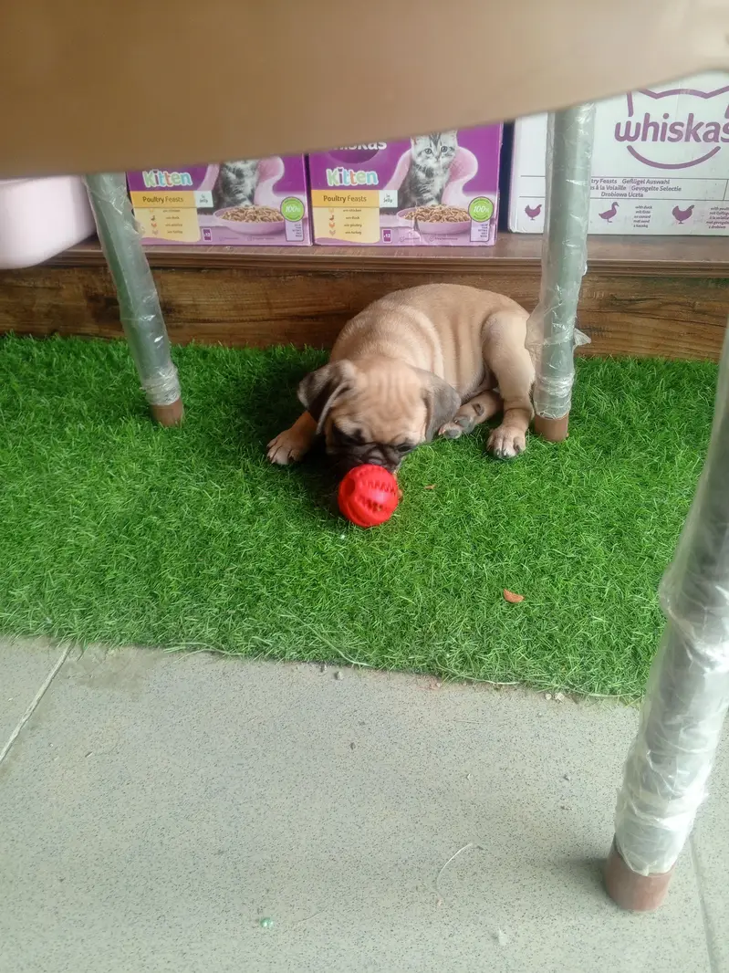 The Cutest Pug male pup — photo 7