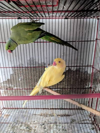 undersize Yellow ring neck female green ring male