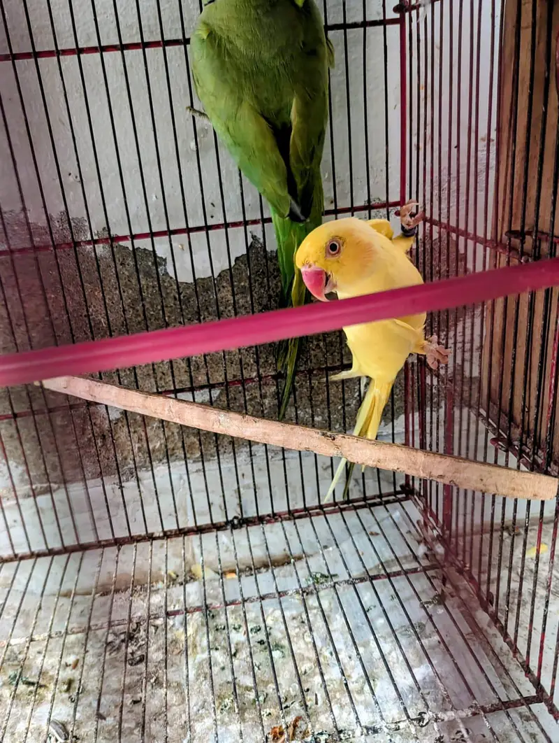 undersize Yellow ring neck female green ring male — photo 2