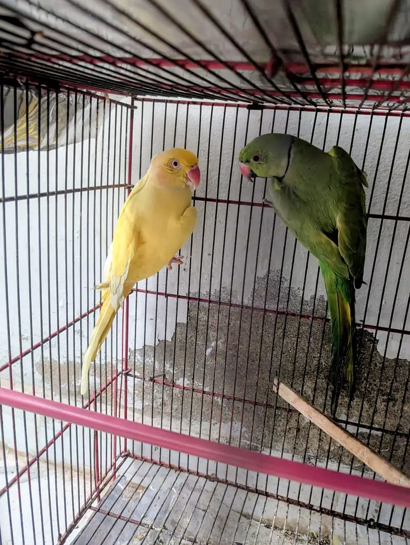 undersize Yellow ring neck female green ring male — photo 3