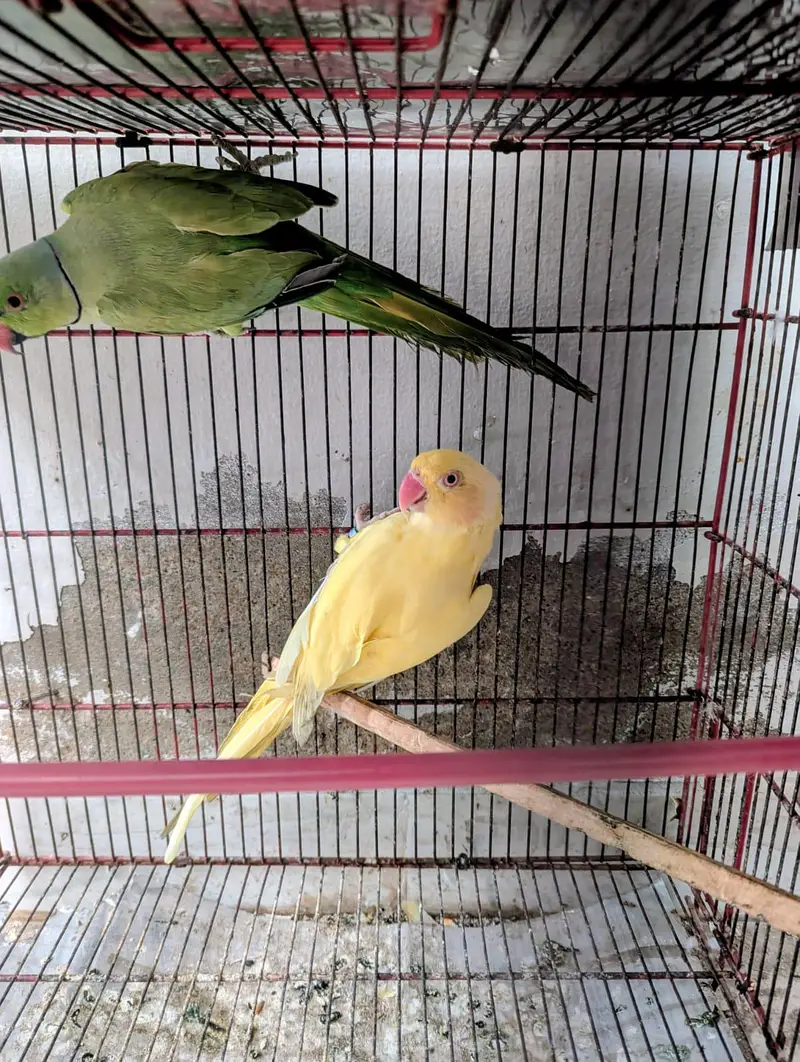 undersize Yellow ring neck female green ring male — photo 4