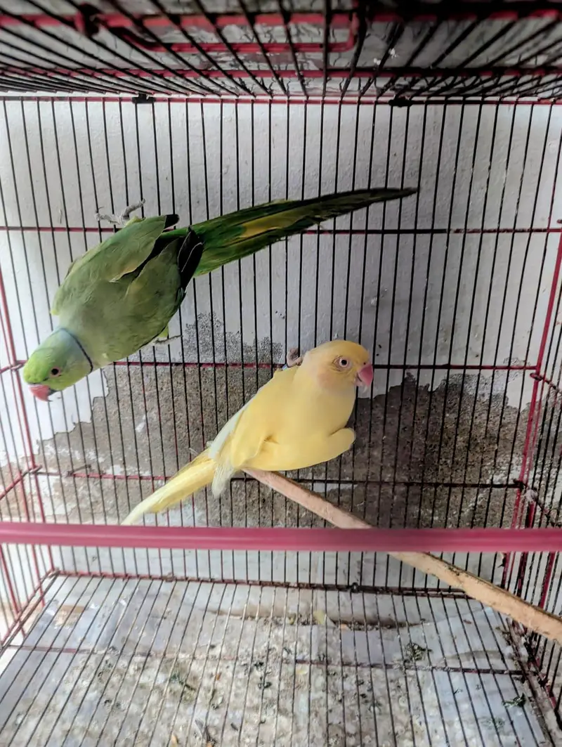 undersize Yellow ring neck female green ring male — photo 5