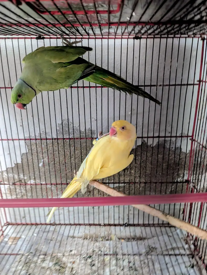 undersize Yellow ring neck female green ring male — photo 6