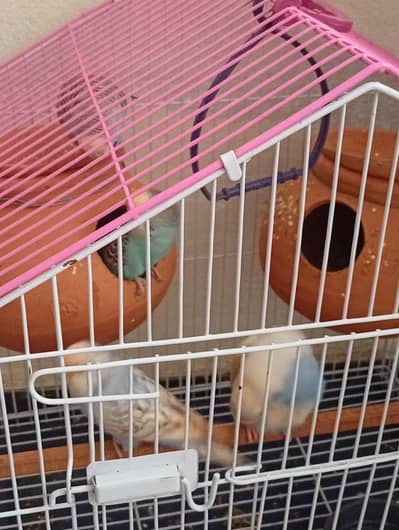 budgerigar parrot pair|healthy and active