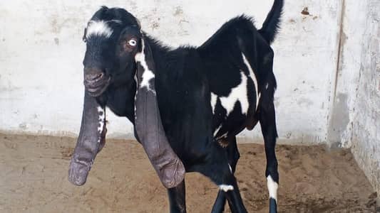 03246609192 breeder bakra and female