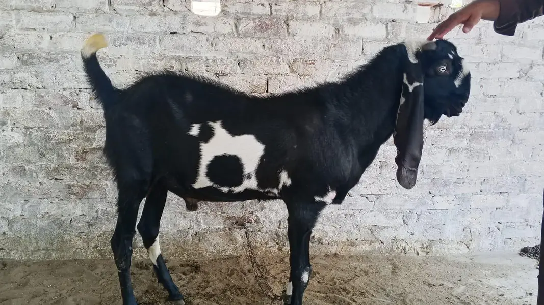 03246609192 breeder bakra and female — photo 2