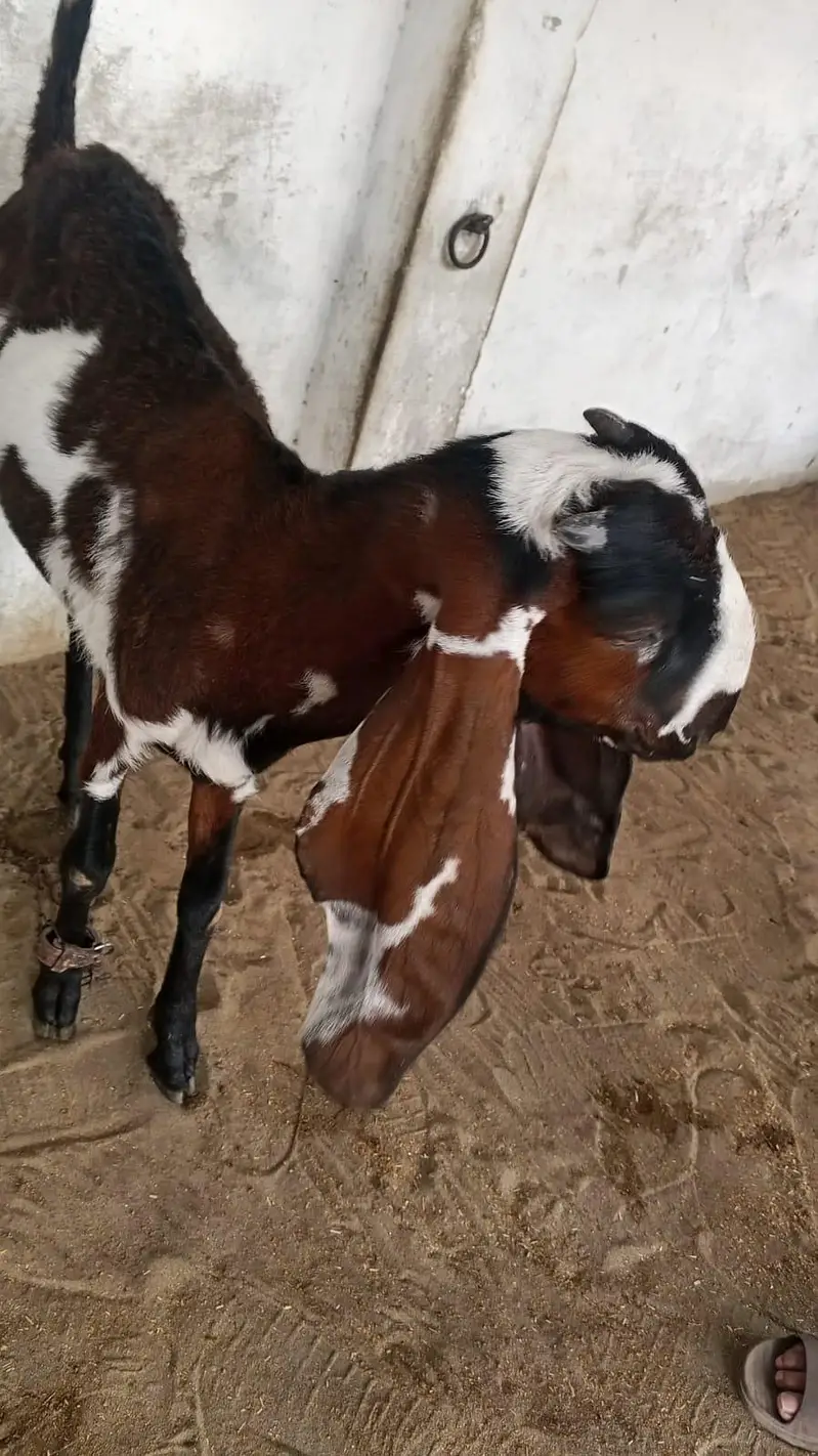 03246609192 breeder bakra and female — photo 3