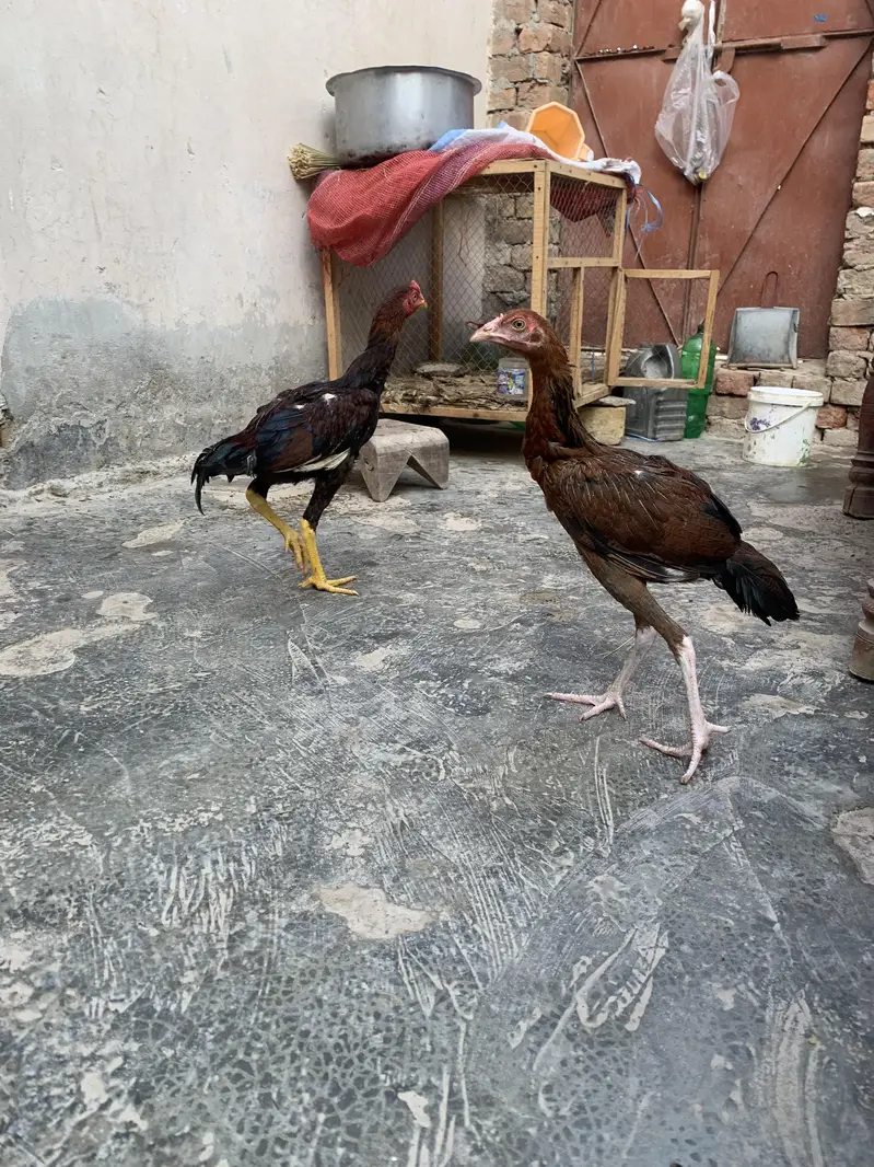 sale exchange bara murga — photo 4