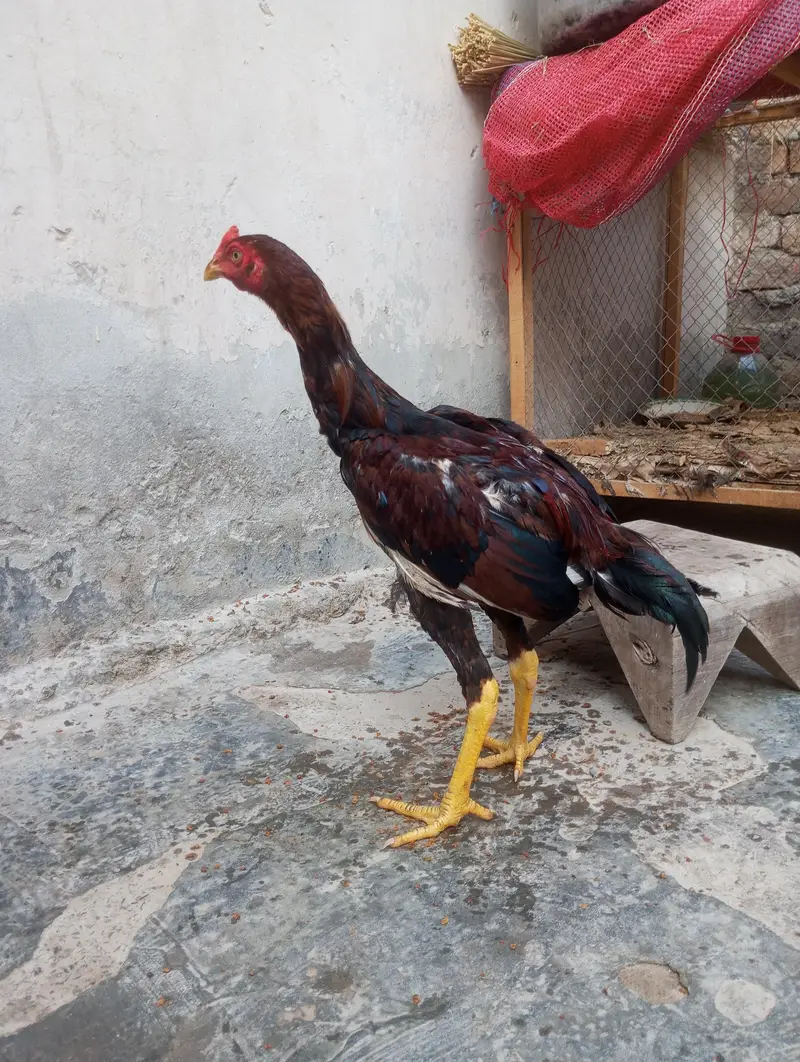 sale exchange bara murga — photo 7