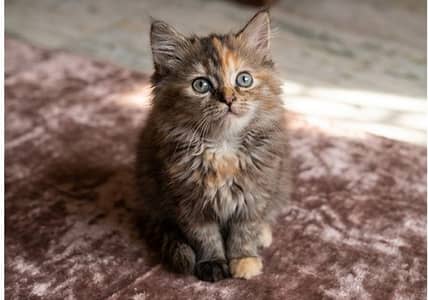 pure persian triple coated kittens