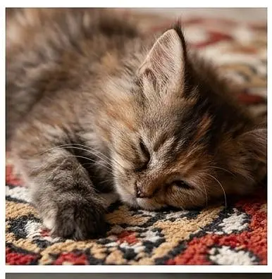 pure persian triple coated kittens — photo 2