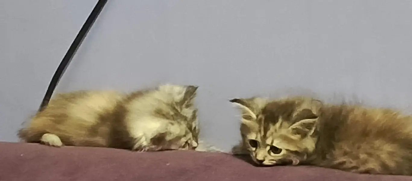 pure persian triple coated kittens — photo 3