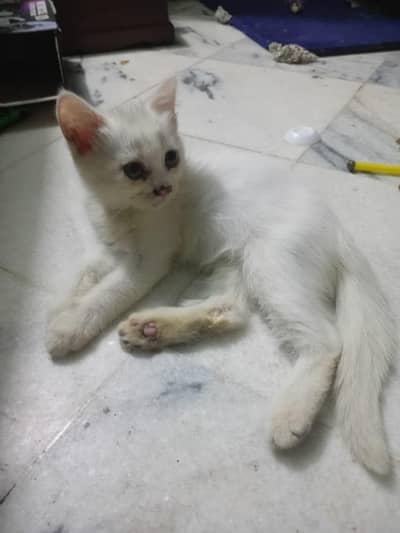 percian cat,,double coated