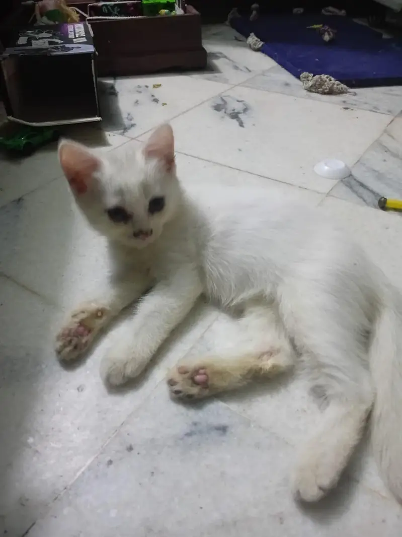 percian cat,,double coated — photo 2