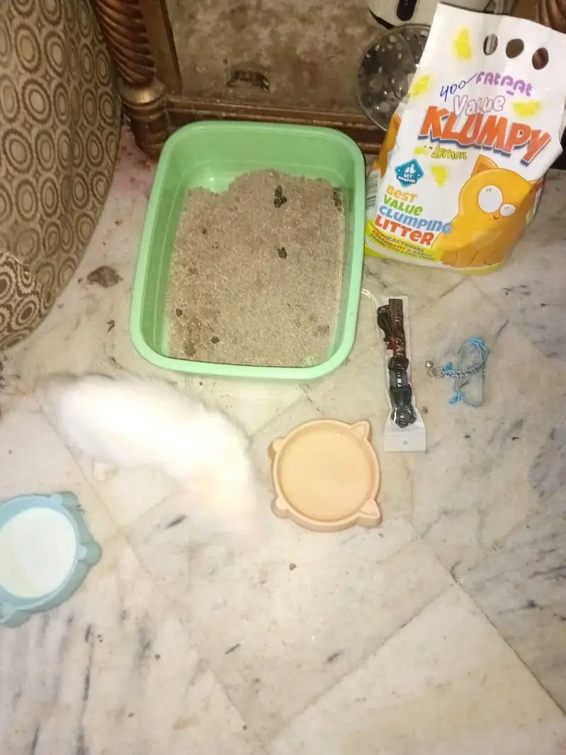 percian cat,,double coated — photo 6