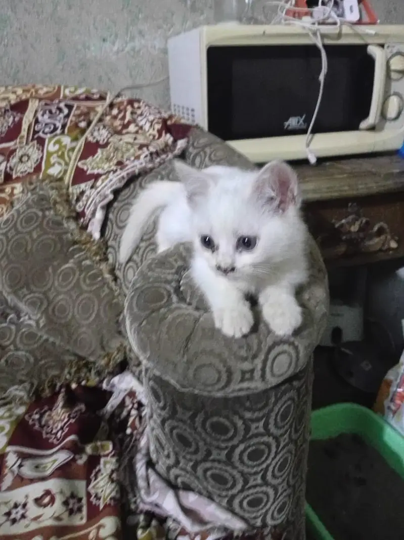 percian cat,,double coated — photo 8