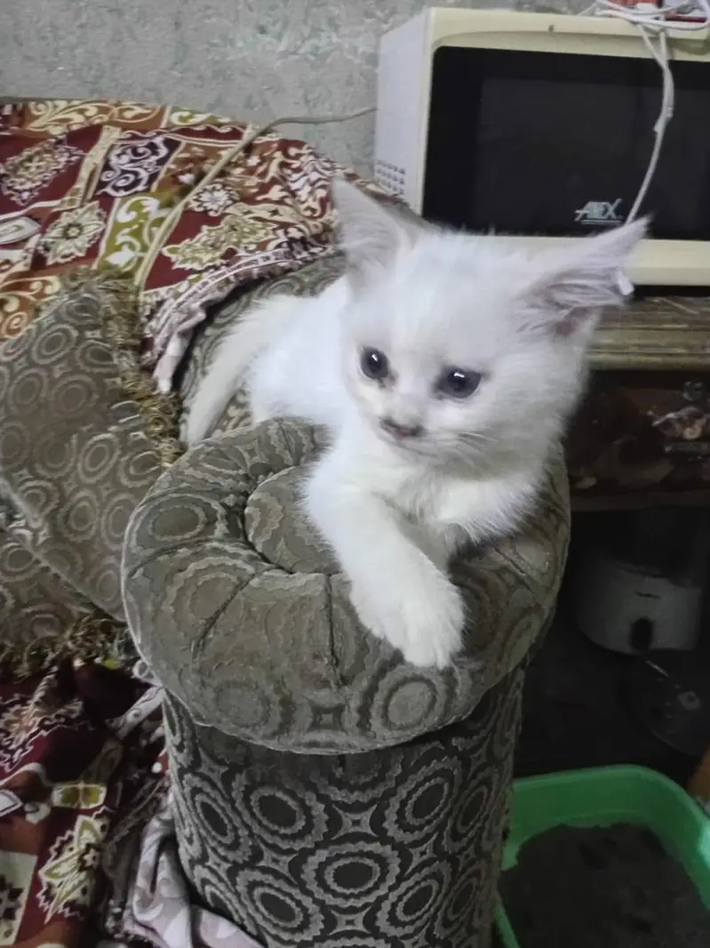 percian cat,,double coated — photo 9