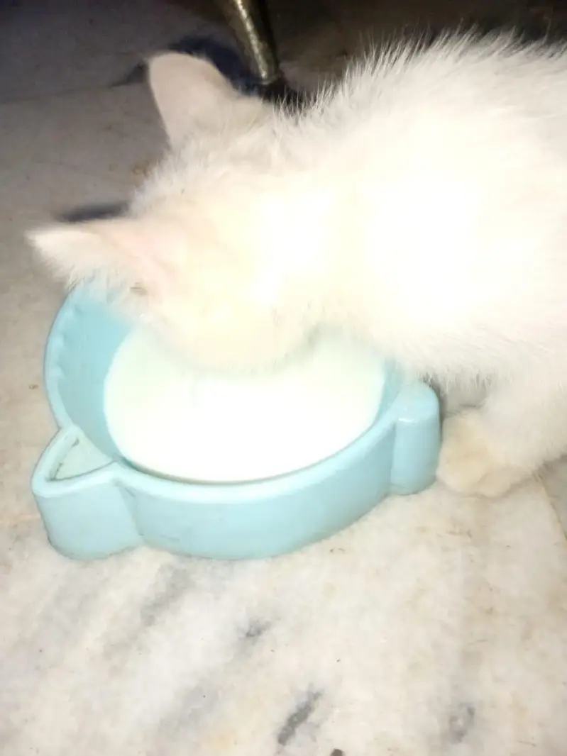 percian cat,,double coated — photo 11