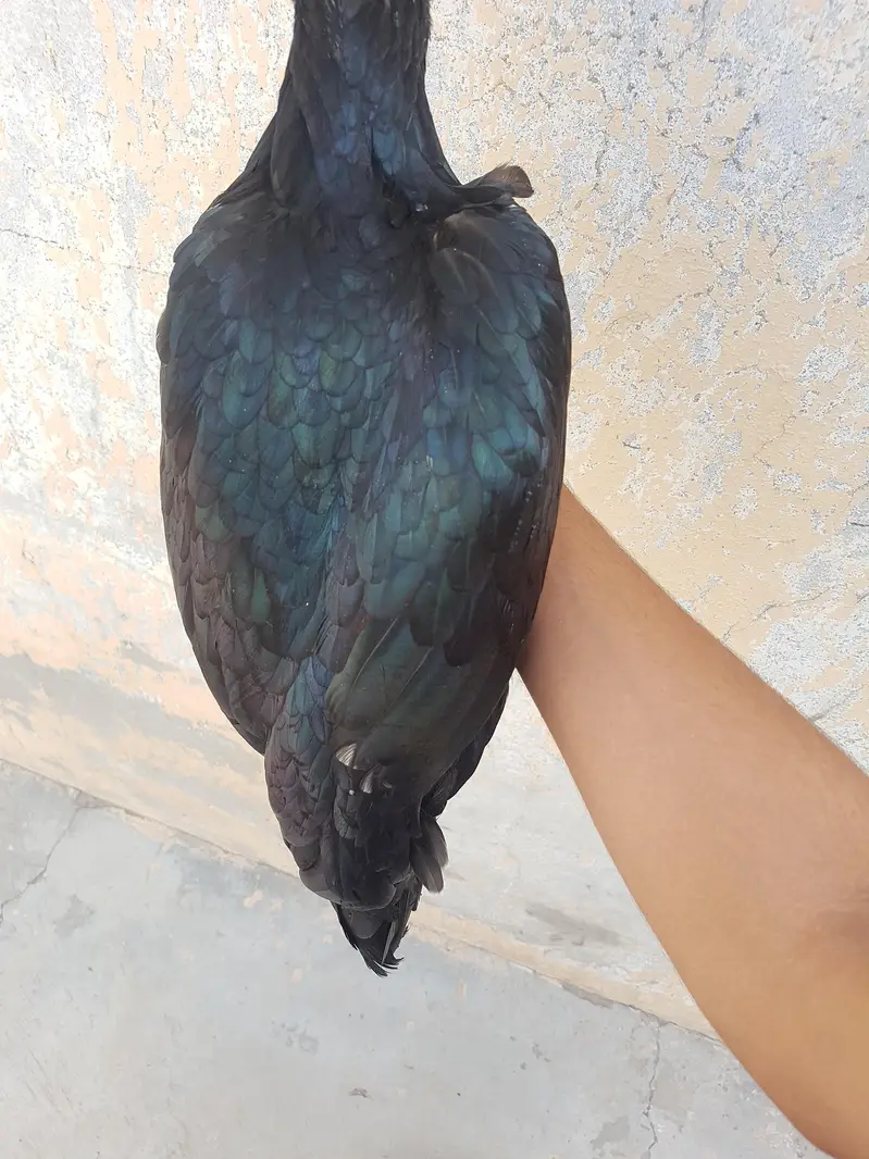 highquality aseel olx par ya WhatsApp 0/3/29/59/19/16/3 par rasta kare — photo 3