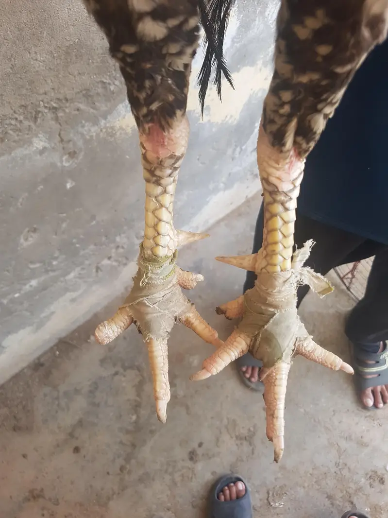 highquality aseel olx par ya WhatsApp 0/3/29/59/19/16/3 par rasta kare — photo 10