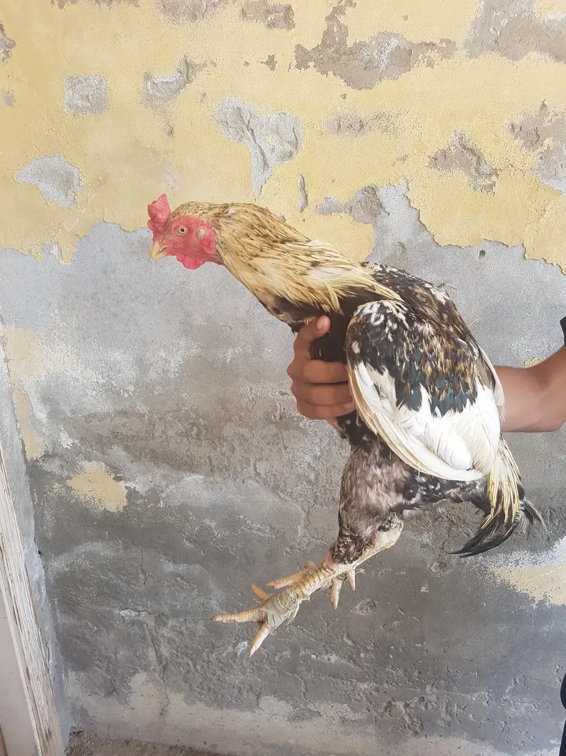 highquality aseel olx par ya WhatsApp 0/3/29/59/19/16/3 par rasta kare — photo 11