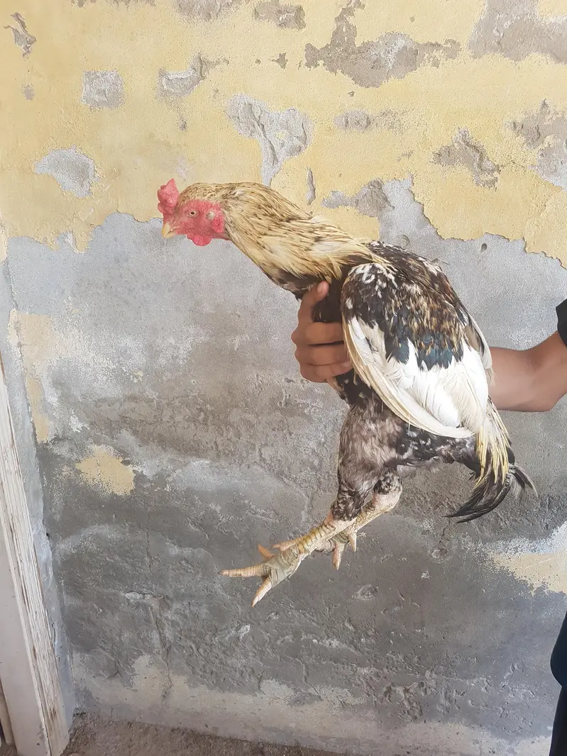 highquality aseel olx par ya WhatsApp 0/3/29/59/19/16/3 par rasta kare — photo 12