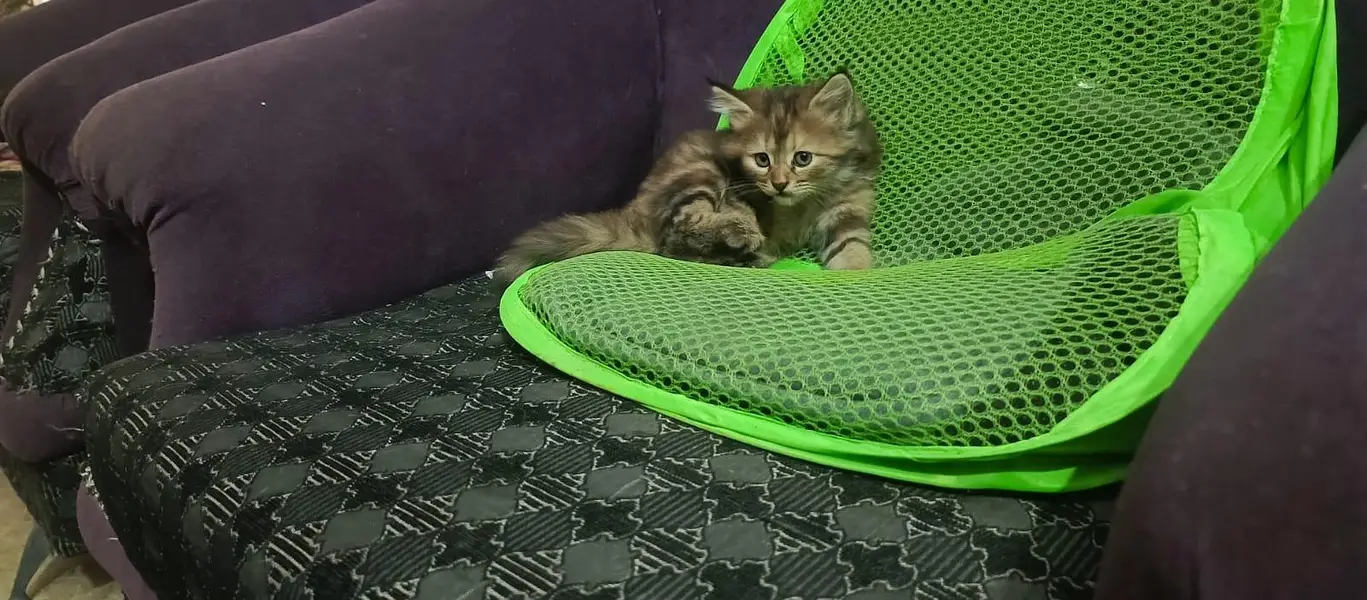 pure persian triple coated kittens — photo 4