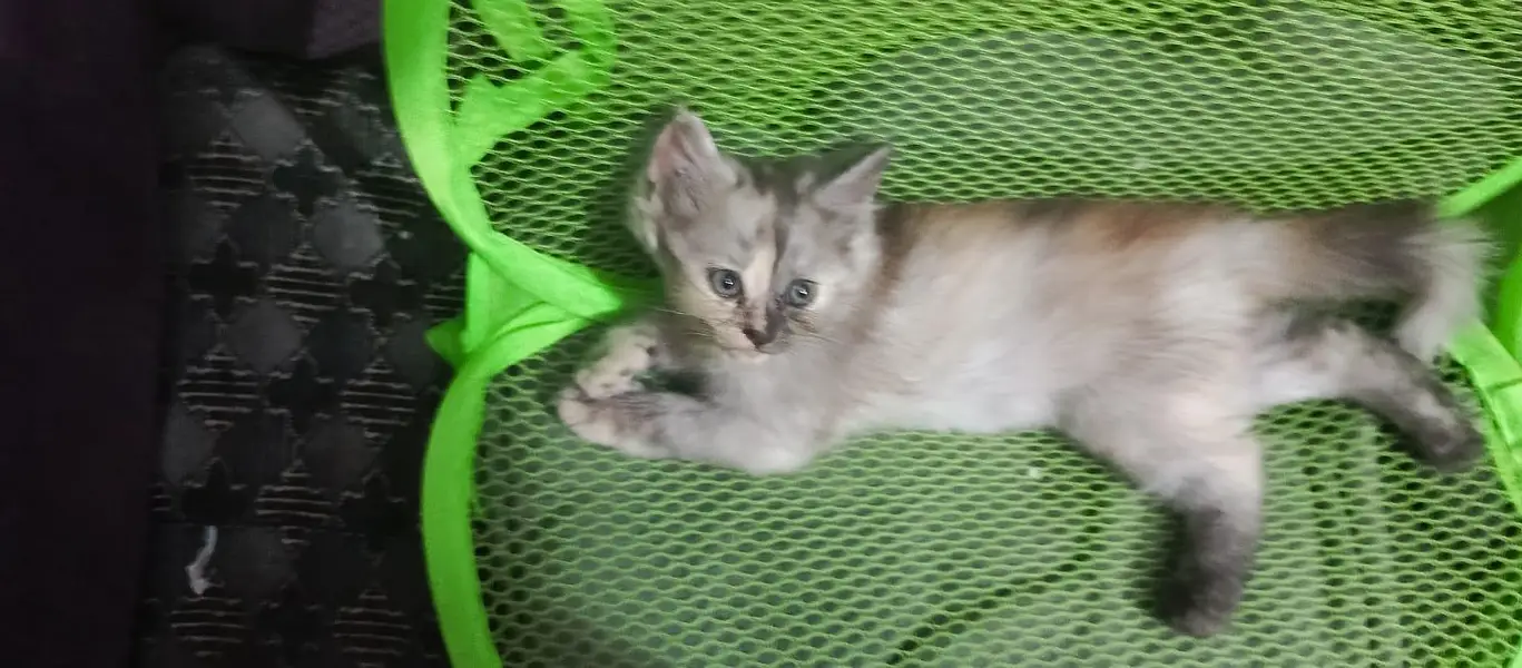 pure persian triple coated kittens — photo 5