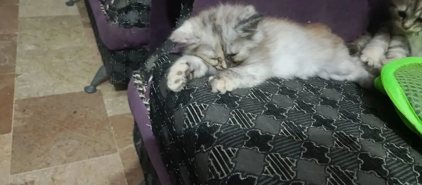 pure persian triple coated kittens — photo 6