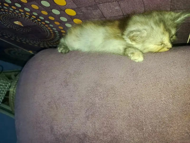 pure persian triple coated kittens — photo 7