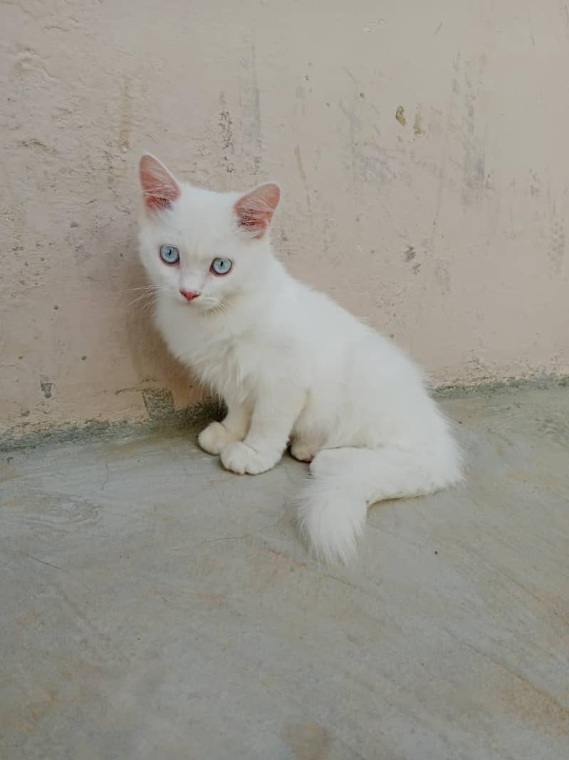 Persian 0