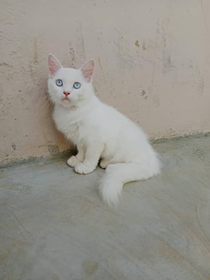 Persian 1