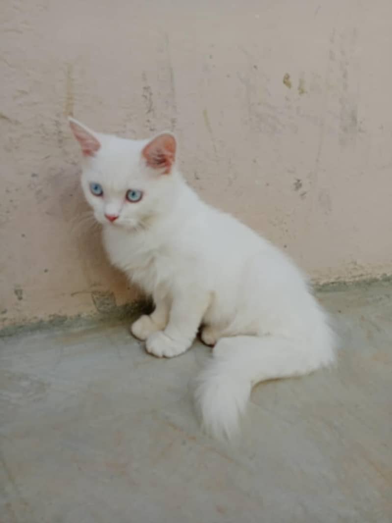 Persian 2