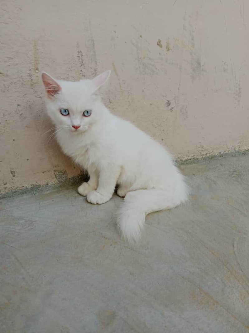 Persian 3