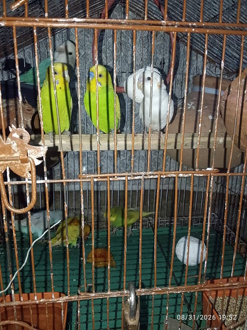 for sell 3