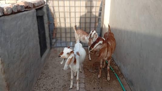 male female goats for sell