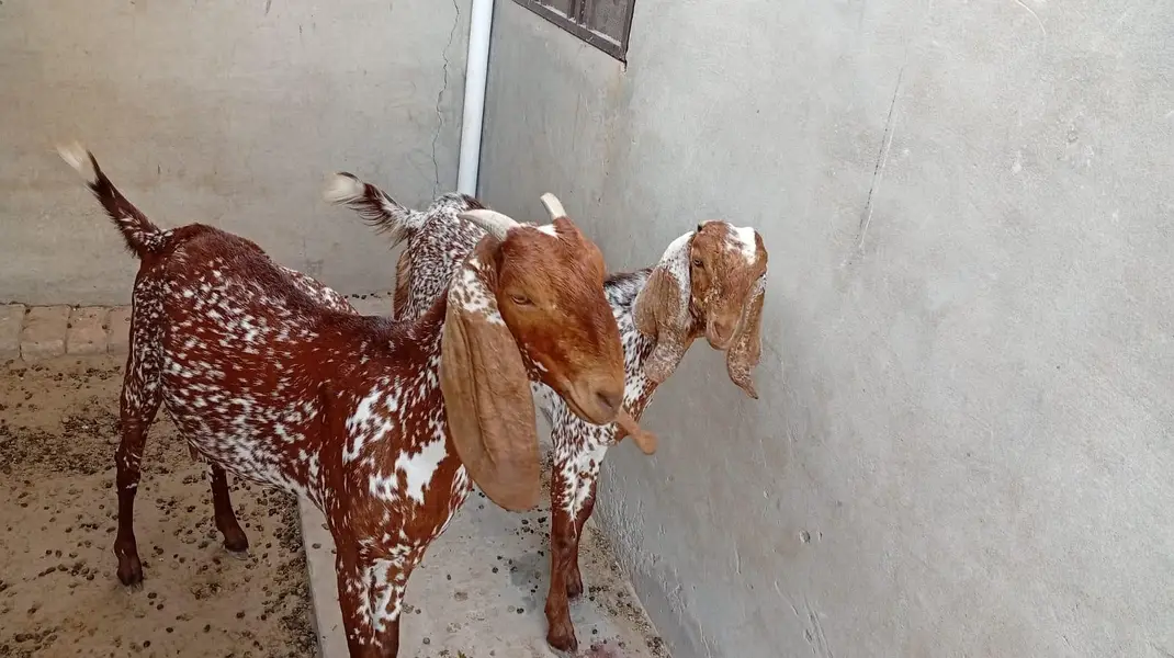 male female goats for sell — photo 2