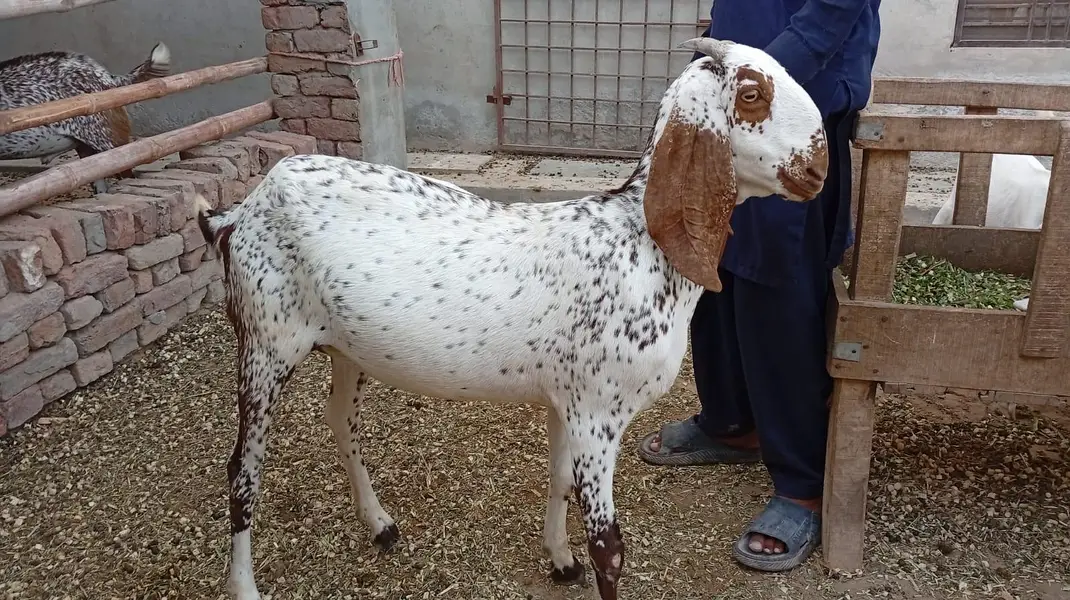 male female goats for sell — photo 3