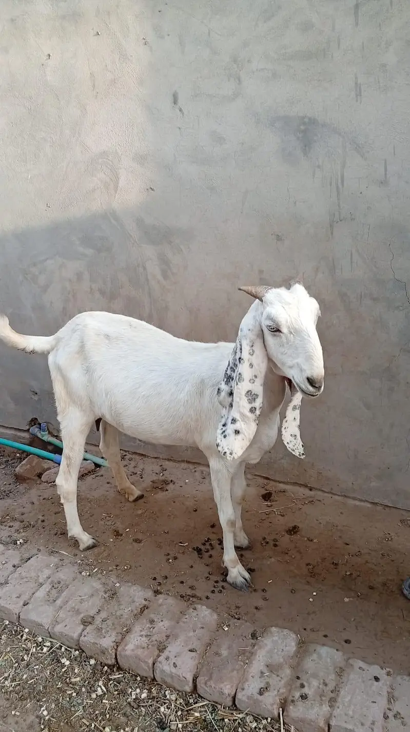 male female goats for sell — photo 4